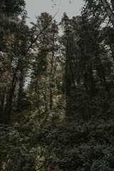 light beam in the dark forest