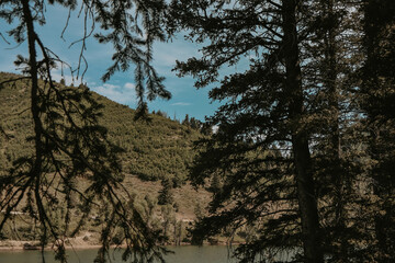 Obraz premium two sides of trees over the water