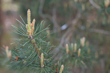 Pine tree. A pine branch with fresh green shoots. Nature.