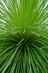 green palm leaf