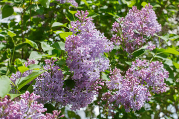 Lilac bush. Lilac is a garden plant of the oil family. The beauty of nature.