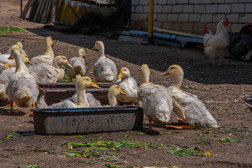 Yellow ducklings drinking water and resting near a water trough in a farmyard on a sunny day, with chickens wandering in the background, creating a lively rural scene