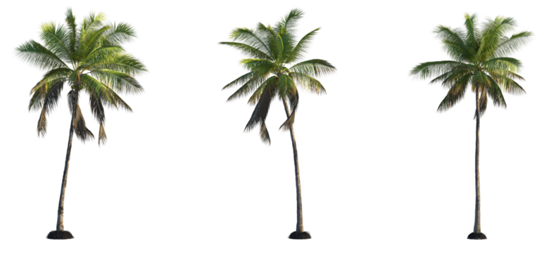Coconut Tree cutout transparent background isolate