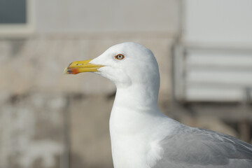 A seagull in perfect side profile, with its head aligned and beak closed, clearly revealing the...