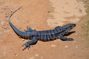 Overhead shot of a full-grown tegu lizard (Salvator merianae). The image reveals the full body shape, powerful limbs, long tail, and distinct scales patterns.