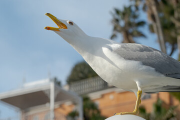 A Yellow-legged Gull (Larus michahellis) captured mid-call with its beak wide open, revealing the inside of its mouth. The upper mandible shows serrated edges that resemble small teeth.