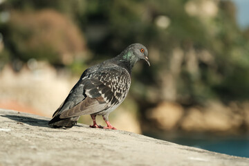 A grey pigeon stands on a stone ledge in Naples, Italy, gazing quietly toward the distant sea. The scene captures a peaceful moment with soft Mediterranean light.