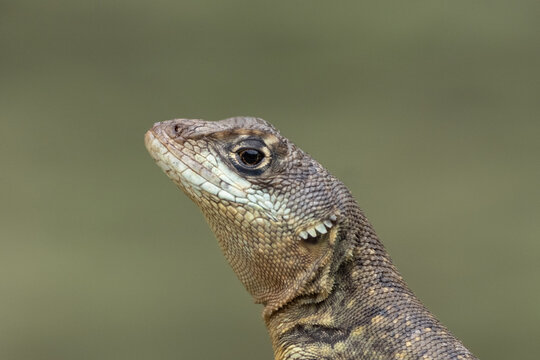 A calango lizard having a sunbath