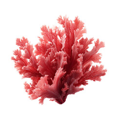 Beautiful marine red algae with coral isolated on transparent background