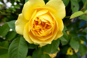 A yellow rose photographed to show its central petals still closed