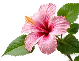  A bright pink hibiscus with a yellow stamen on a white background. Full bloom, detailed petals and green leaves create a harmonious composition.