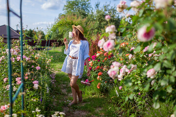 Young gardener enjoying roses in summer garden after deadheading spent blooms. Woman smells flower holding basket with pruner
