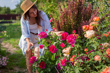 Portrait of happy gardener picking rose flowers. Woman holds pruner enjoying outdoor hobby walking in garden at sunset.
