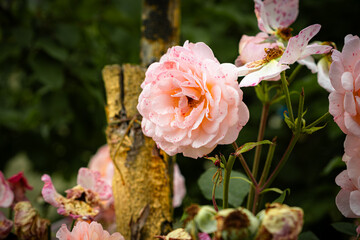 Clusters of soft pink and yellow flowers flourish in a garden showcasing their delicate petals...