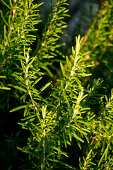 Rosemary plant, a species with the Latin name Rosmarinus officinalis, is an evergreen woody shrub with leathery, needle-like leaves that grows in the Mediterranean region