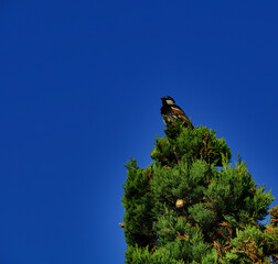 A little sparrow sits on top of a cypress tree and sings