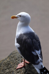 A seagull with a white head and a large beak sits on a rock. Webbed feet are clearly visible