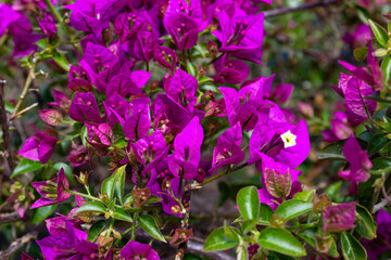 Close-up of vibrant purple bougainvillea flowers with green leaves and detailed veins in bright...