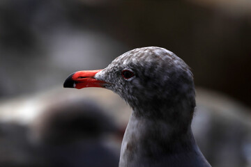 The head of a gray seagull taken in close-up. The bright red beak is clearly visible