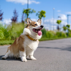 A red and white Pembroke Welsh Corgi sits on an asphalt path in a public city park during summer,...