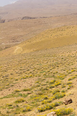 Rolling arid hills near Yazd, Iran, dotted with yellow wildflowers and sparse shrubs beneath a pale, hazy sky—evoking tranquil desert beauty.