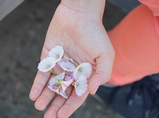 Child’s Hand Holding Pink Bindweed Flowers