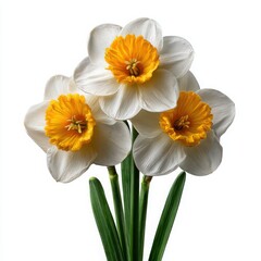 Fototapeta premium Three White Daffodils with Yellow Centers Close Up