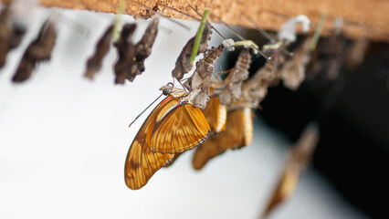 Golden butterfly awakening from chrysalis among other chrysalises hanging nearby