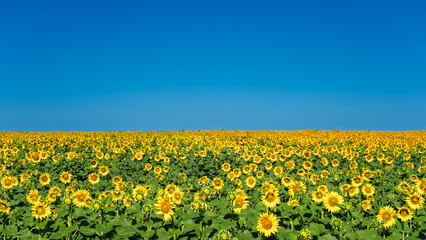 banner with farm field with blooming sunflowers to the horizon, bright blue sky above the field, concept of growing organic crops, agriculture concept and idea for a poster to advertise products