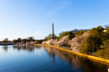 Washington Monument on the background of a cherry blossom tree, Washington D.C. USA