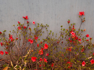 Vibrant red flowers growing against a textured gray wall in a simple setting
