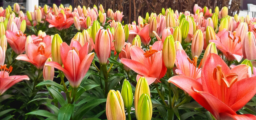 Vibrant field of lilies in varying shades of pink and budding green colors