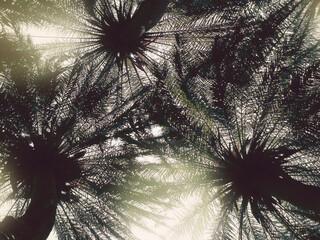 Looking up at silhouetted palm trees against bright sky on a sunny day