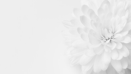 Delicate white flower with soft petals in a minimalist background