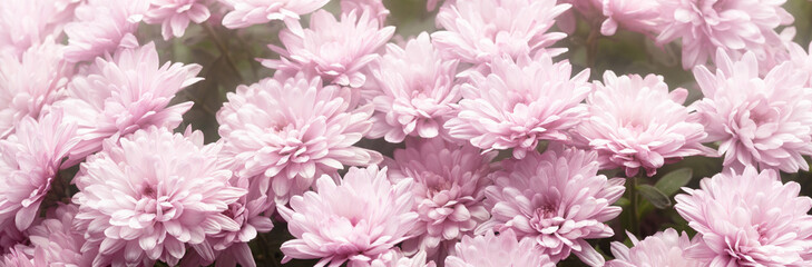 Delicate pink chrysanthemums in soft focus