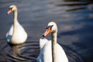 Two elegant swans swimming on a calm lake
