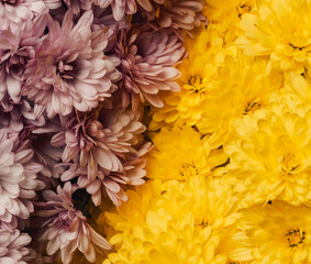 Close-up of delicate pink and yellow chrysanthemums
