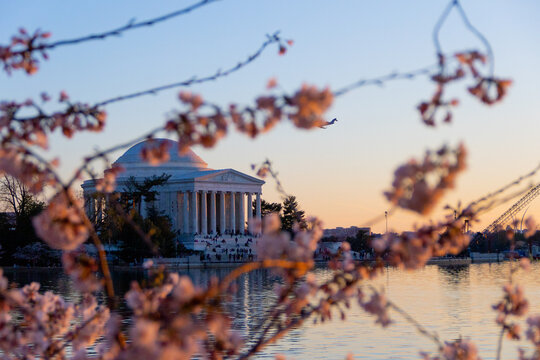 Jefferson Memorial with a cherry blossom tree at sunset, Washington D.C. USA