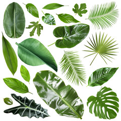 Many different tropical leaves isolated on white, set