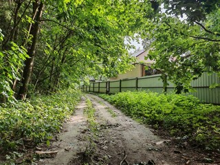 The dirt road passes under the vaults of a dense deciduous forest along a metal fence and houses....
