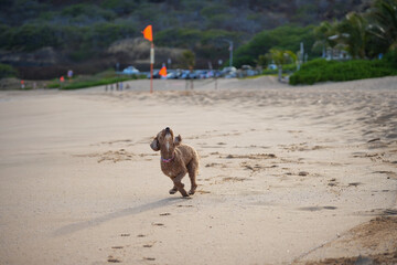 Labradoodle playing on sandy beach preparing to catch a frisbee, with ears flying, tongue out—capturing dynamic motion, canine agility, and pure puppy joy