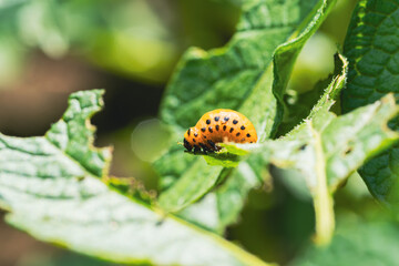 Colorado potato beetle larva is actively feeding on a vibrant green potato leaf in a garden The larvae display vivid colors that stand out against the foliage showcasing their growth stage