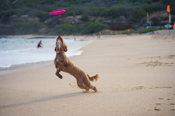 Labradoodle leaps midair on sandy beach to catch a frisbee, ears flying, tongue out—capturing dynamic motion, canine agility, and pure joy in a sunlit coastal scene.