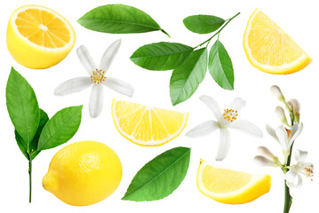 Fresh lemons, green leaves and flowers on white background, collage. Citrus fruit