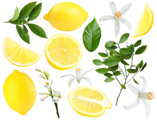 Fresh lemons, green leaves and flowers on white background, collage. Citrus fruit