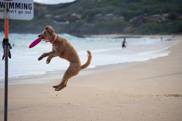 Labradoodle leaps midair on sandy beach to catch a frisbee, ears flying, tongue out—capturing dynamic motion, canine agility, and pure joy in a sunlit coastal scene.
