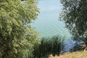 Willow Tree and Reeds by the Riverbank