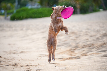 Labradoodle leaps midair on sandy beach to catch a frisbee, ears flying, tongue out—capturing dynamic motion, canine agility, and pure joy in a sunlit coastal scene.