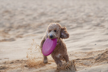 Labradoodle playing on sandy beach clenching frisbee in mouth. Capturing animal having fun on summer day.