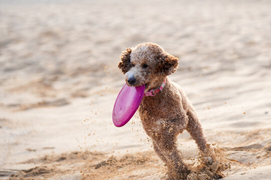 Labradoodle playing on sandy beach clenching frisbee in mouth. Capturing animal having fun on summer day.